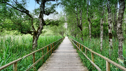 Obraz premium Auf dem Federsee-Rundweg und dem Bohlenweg durch den Bannwald