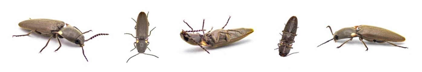 Deilelater atlanticus - a small uncommon rare glowing bioluminescent click beetle with two large...