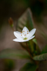 Fototapeta premium Closeup or macro of a white flower