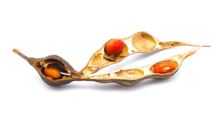 Coral bean - Erythrina herbacea - brown Seed pod cracked open to show bright red orange seed...