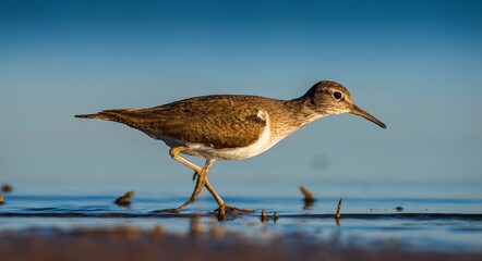 Common Sandpiper (Actitis hypoleucos) is a wetland bird that feeds on mollusks near lakes and streams. It is a common bird in Asia, Europe, Africa and Australia.