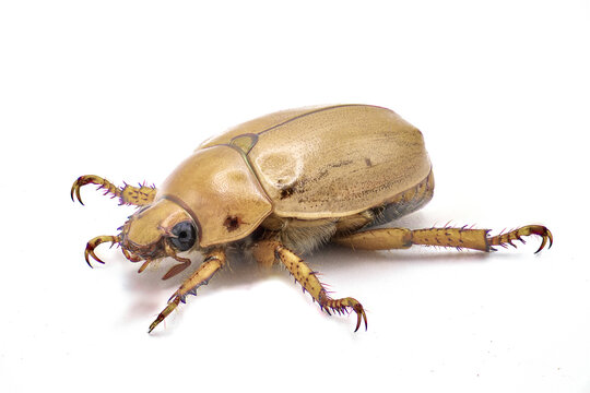 Pelidnota punctata - the grapevine beetle, spotted June beetle or spotted pelidnota - isolated on white background side front profile view