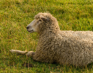 Sheep resting in traditional white fenced meadow in Williamsburg Virginia