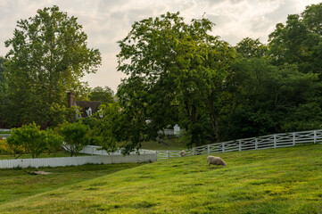 Fototapeta na wymiar Sheep grazing in traditional white fenced meadow in Williamsburg Virginia