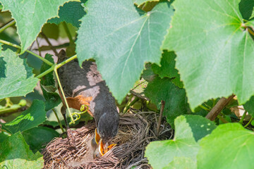 Robin places food in chicks mouth © Michael O'Neill