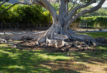 Fototapeta na wymiar Silver Banyan Tree in a Park,.