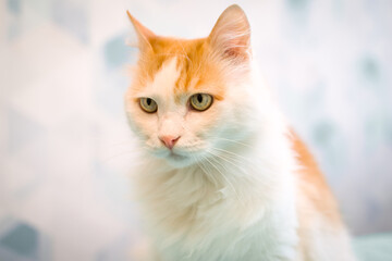 A white cat with red spots looks at the camera. Pretty adult domestic cat at home The serious look...