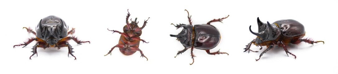 large male adult Ox Beetle or elephant beetle - Strategus aloeus showing three horns. Isolated on white background four views