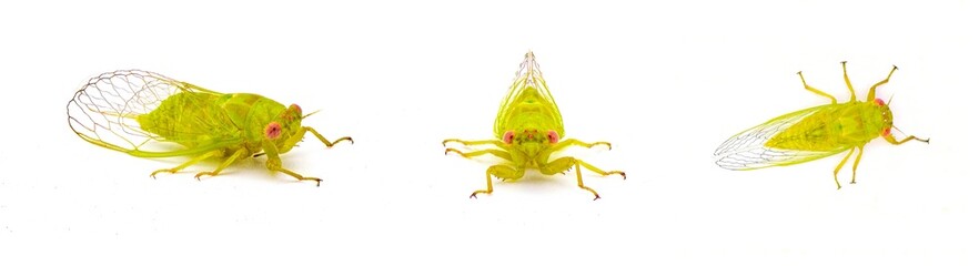 Little green southern grass cicada - Cicadettana calliope floridensis - a small lime green cicada with red eyes found in restricted parts of Florida.  Isolated on white background three views