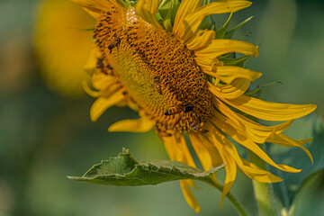 Bees wondering