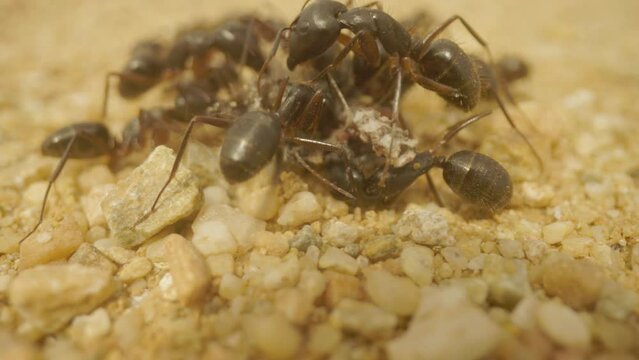 Close up footage of ants