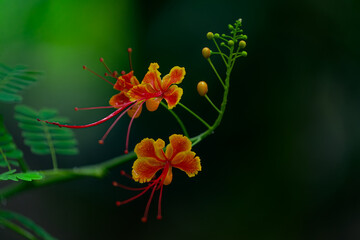 Peacock Flower blooming