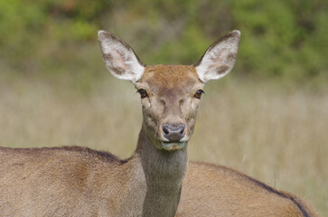 A deer pays attention, perhaps he has heard the intruder
