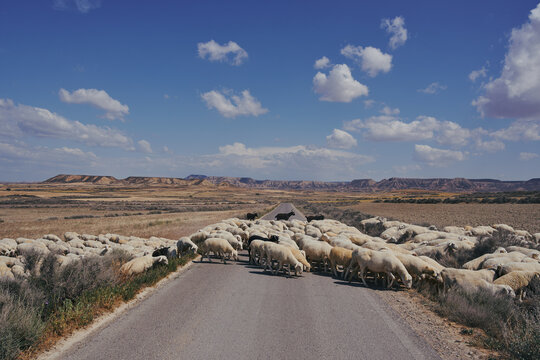 Troupeau de moutons traversant la route dans le desert (3)