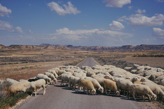 Troupeau de moutons traversant la route dans le desert (2)