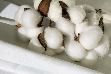 Cotton-plant harvest and cotton fabric linen. Fluffy fibers in flower balls on branch, white canvas. Weaving material for textile production