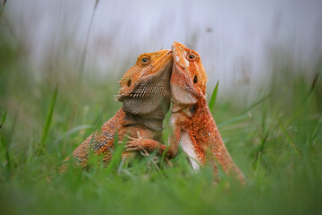 couple bearded dragons on grass