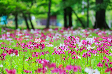 中禅寺湖　千手ヶ浜のクリンソウ（栃木県日光市）