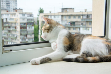 In the room on the windowsill lies a tricolor cat and looks out the window.