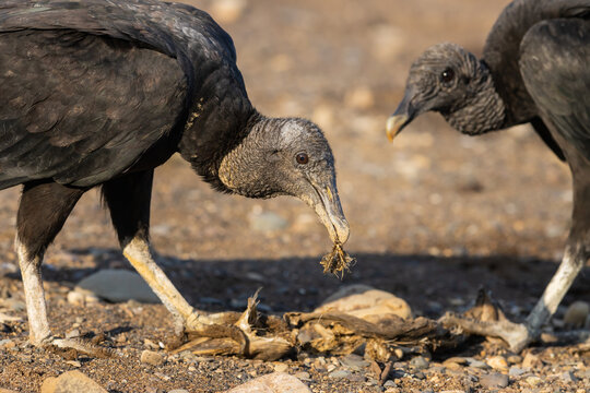 American Vulture (Coragyps atratus), feeding on carrion on a beach in Costa Rica.