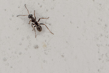 An ant alone climbing a blank wall