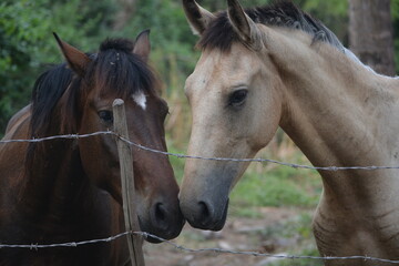 caballo