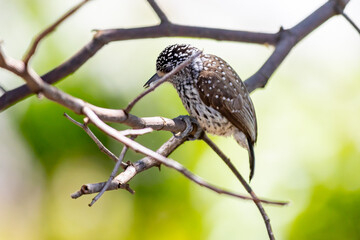 The smallest woodpecker in the world, Brazilian dwarf woodpecker (Picumnus albosquamatus). are only 10 cm
