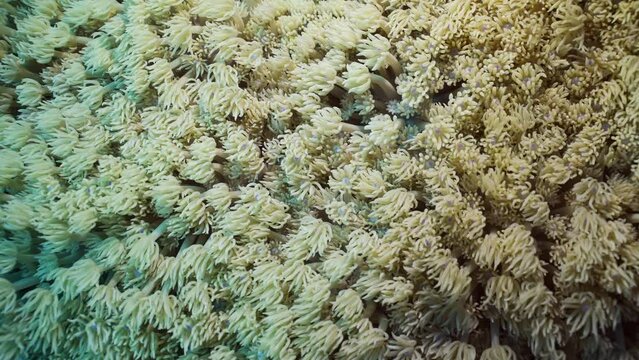 Close-up, Colonies of Flowerpot coral or Anemone coral (Goniopora columna), Slow motion. Coral polyps feed by filtering on plankton. Natural background of coral polyps.