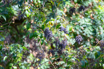 Tropical wild fruit much appreciated by birds , Botanical identification not located.