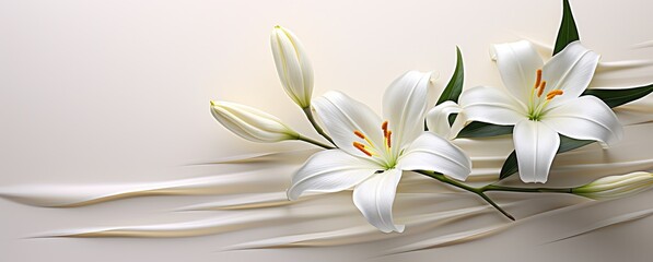 Fototapeta na wymiar white lily close up on a light blue background