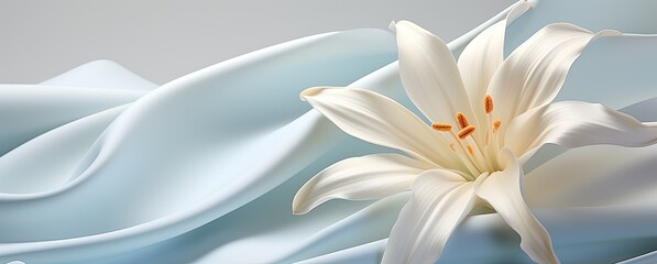 white lily close up on a light blue background