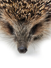 Hedgehog. Hedgehog close-up. Hedgehog face close up