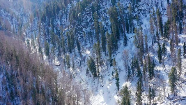 Altai mountains in winter: forest on the shores of Teletskoye Lake. Aerial view.