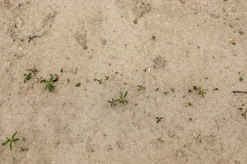 Weeds grass growing in sand