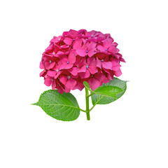 Red hydrangea macrophylla flower head closeup isolated transparent png. Hortensia flowering plant.