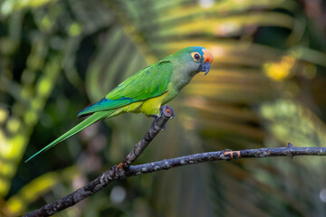 A Peach-fronted Parakeet also know as Periquito-rei perched on a branch in the middle of the woods. Species Eupsittula aurea. Animal world. Bird lover. Birdwatching. Birding.