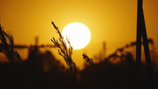 Soothing calm lulling view of gently barely swaying blades of grass at orange-yellow sunset. Silhouette of wildflowers and grass against of huge solar circle. Wildflowers indicate direction of wind