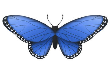 Obraz na płótnie Canvas butterfly on white background png