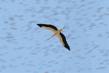 stork flying in the sky