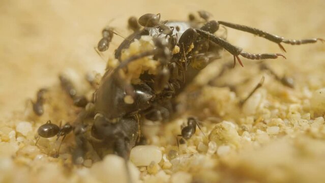 Close up footage of ants