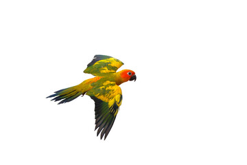 Beautiful of Sun conure parrot flying isolated on transparent background png file
