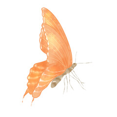 butterfly cartoon icon PNG