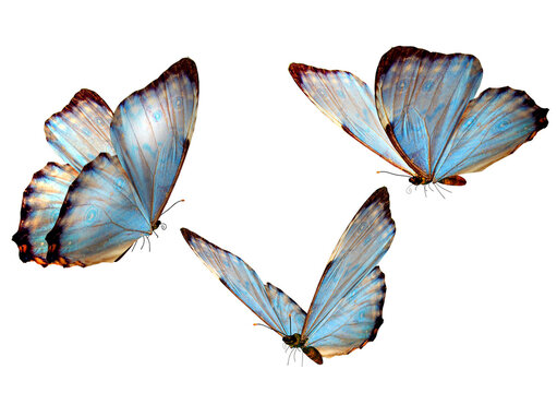 Fototapeta cartoon butterfly with beautiful wings png