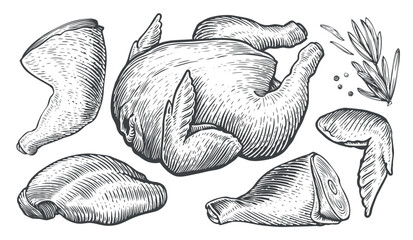 Whole raw chicken carcass and parts of meat cutting. Farm food set engraving style. Sketch vector illustration © ~ Bitter ~