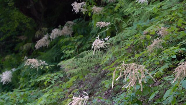 Goat's Beard in natural ambient, blooming (Aruncus dioicus) - (4K)