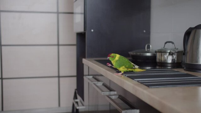 Kakariki parrot eats berries in the kitchen