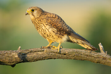 Naklejka premium Common kestrel, European kestrel, Eurasian kestrel or Old World kestrel - Falco tinnunculus perched at green background. Photo from Kisújszállás in Hungary