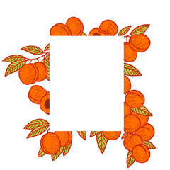 Festive card for invitations with rectangular blank space surrounded by sweet ripe apricots and green leaves on white background