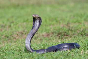 Javanese spitting cobra on a grassland