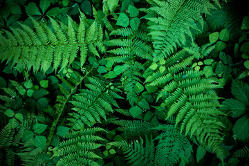 ferns and vines intertwine on the forest floor